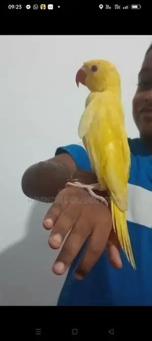 Ringneck Parrot