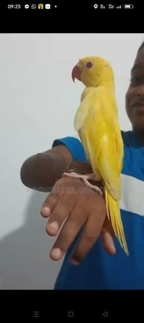 Ringneck Parrot