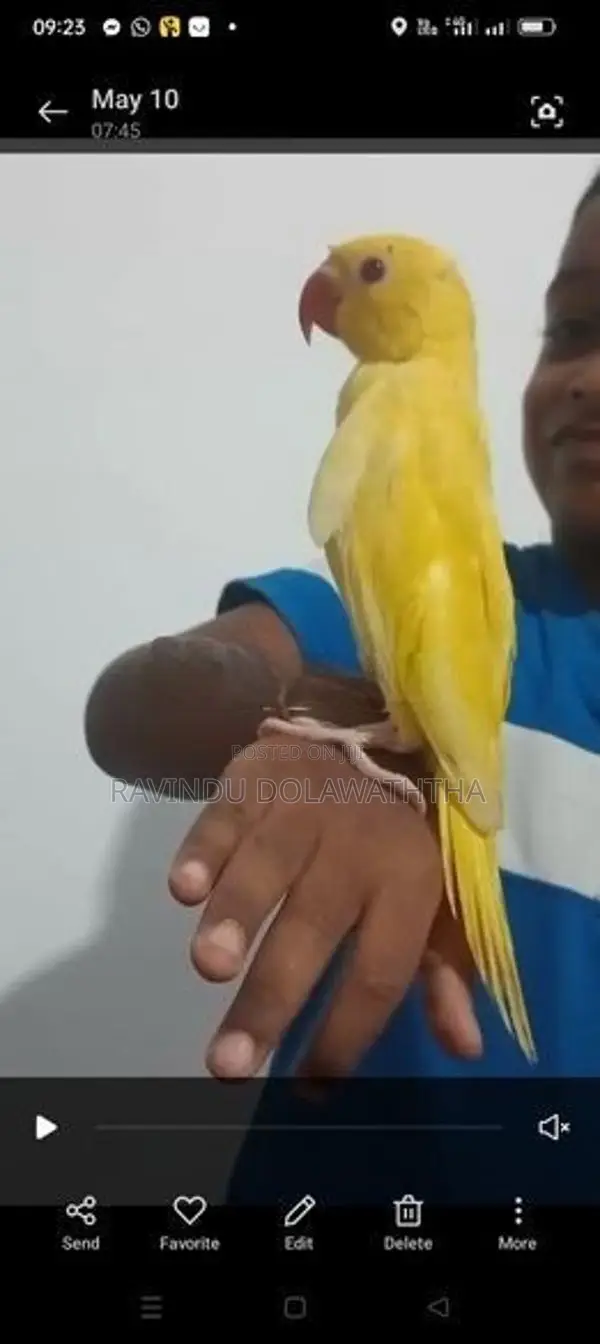 Ringneck Parrot