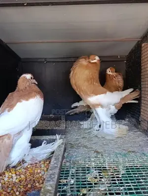 Pigeons