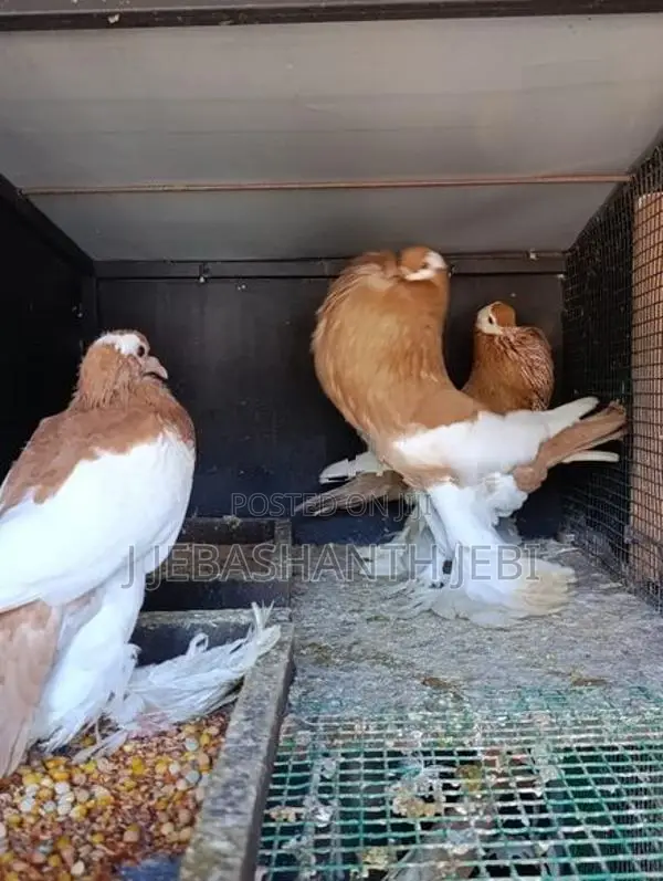 Pigeons