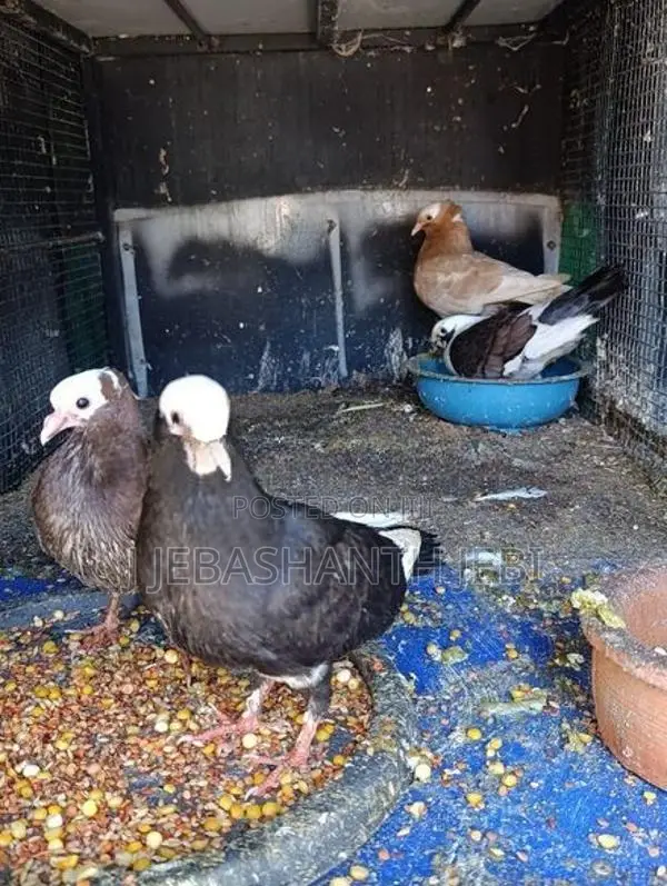 Pigeons