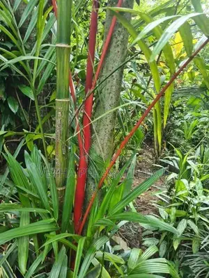 Red Palm Small Plants