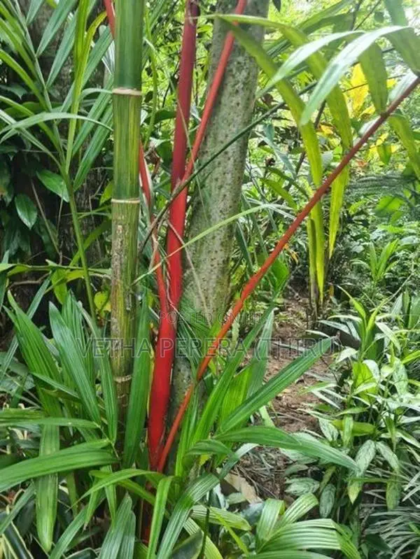 Red Palm Small Plants