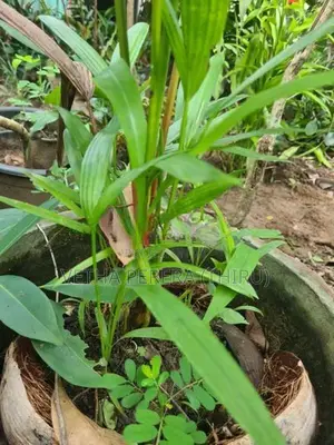 Red Palm Small Plants