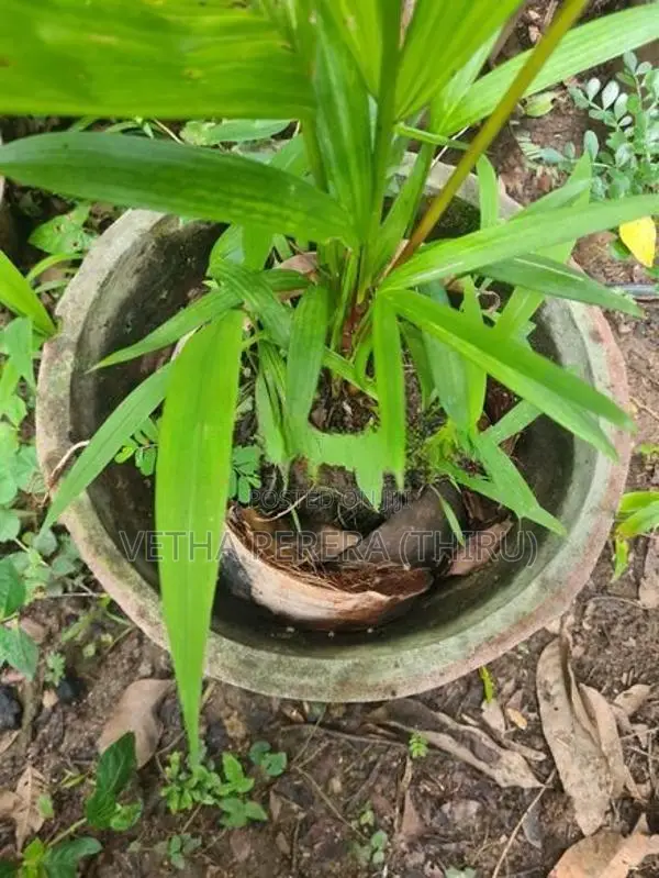 Red Palm Small Plants