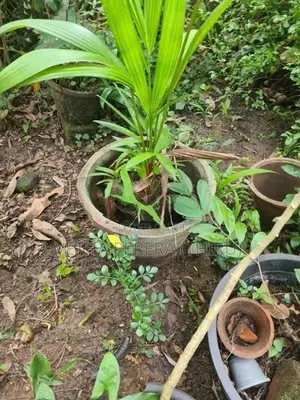 Red Palm Small Plants