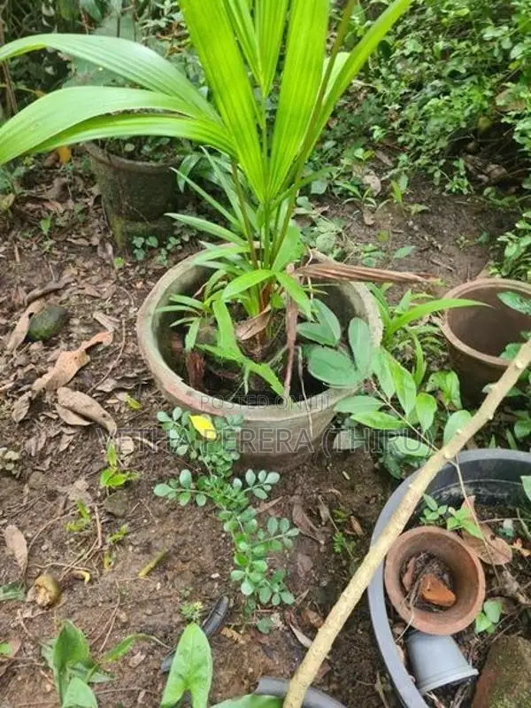 Red Palm Small Plants