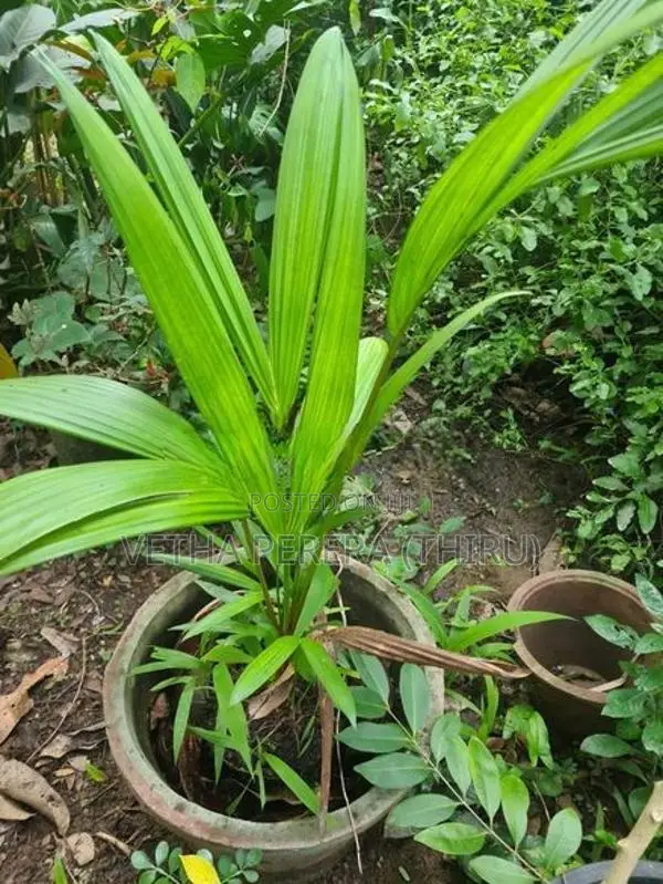 Red Palm Small Plants