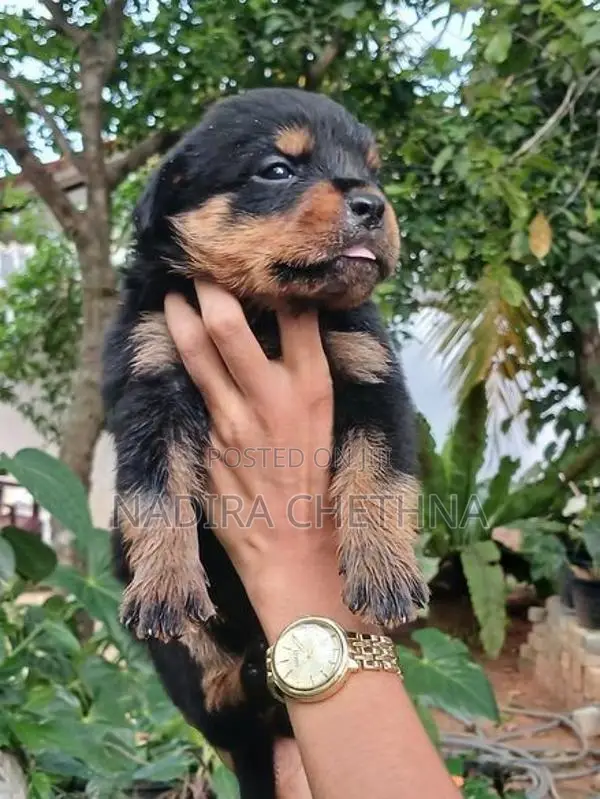 Rottweiler Puppy