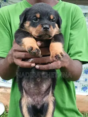 Rottweiler Puppy