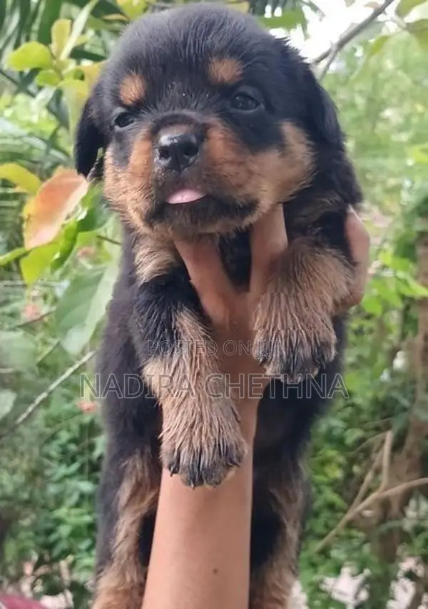 Rottweiler Puppy