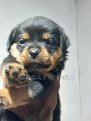 Rottweiler Puppy