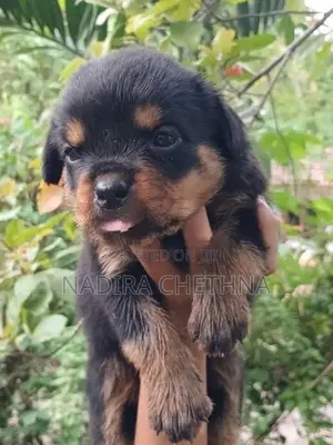 Rottweiler Puppy