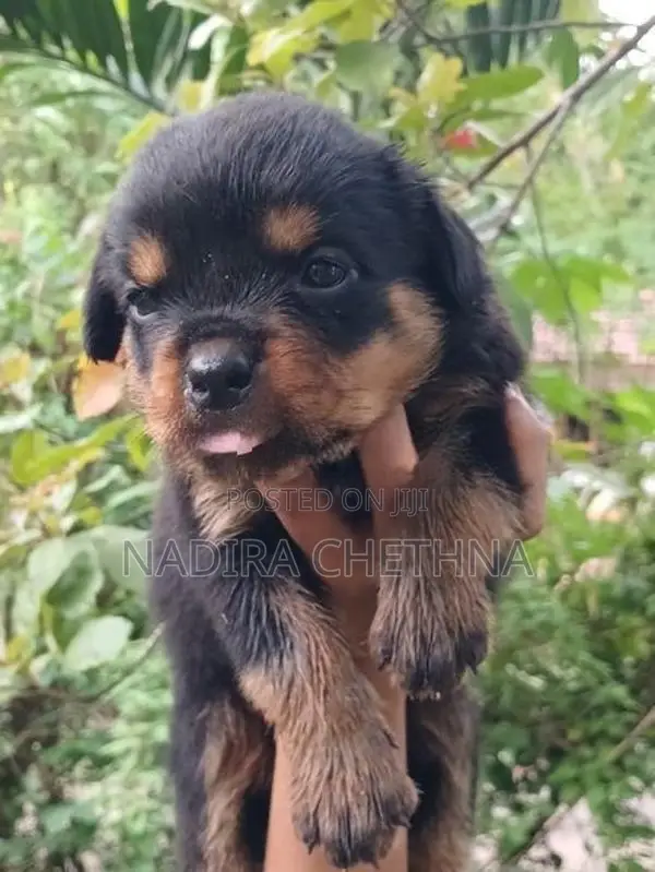 Rottweiler Puppy