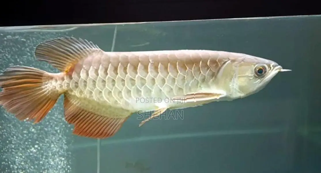 RTG Arowana Fish