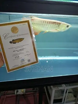 RTG Arowana Fish