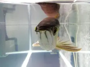 RTG Arowana Fish