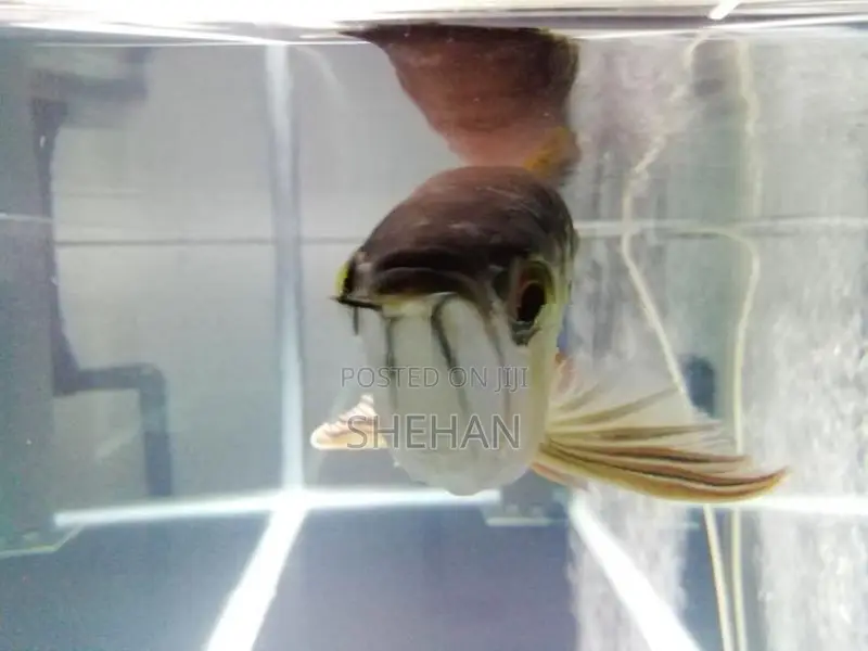 RTG Arowana Fish