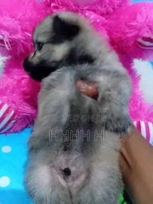 Pomeranian Puppies
