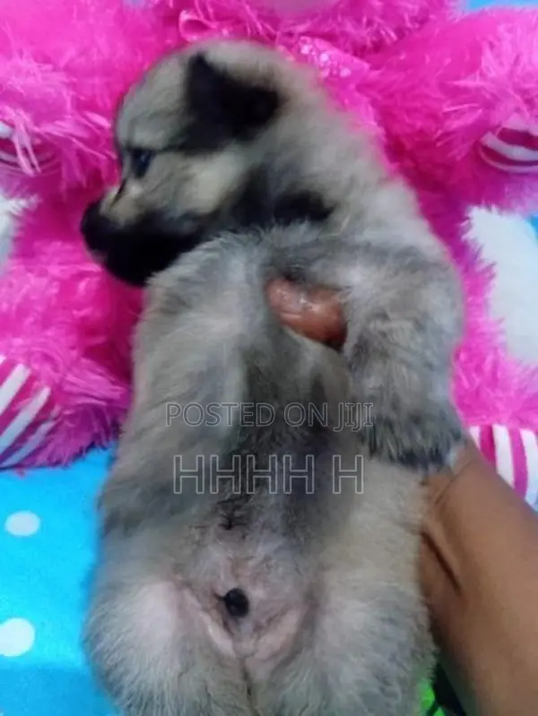 Pomeranian Puppies