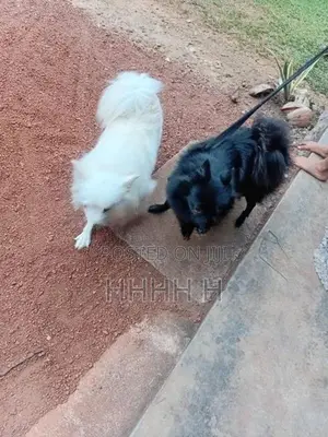 Pomeranian Puppies