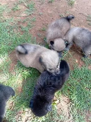 Pomeranian Puppies