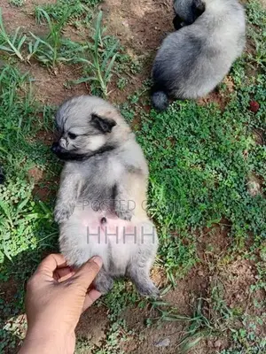 Pomeranian Puppies