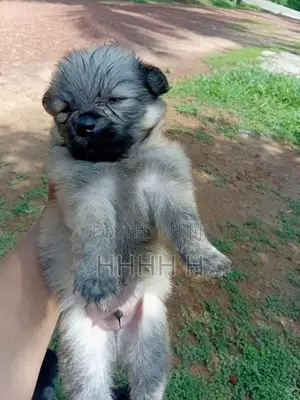 Pomeranian Puppies