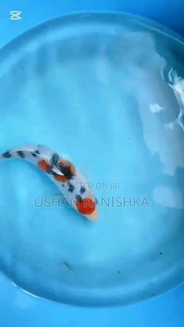 Koi Fish