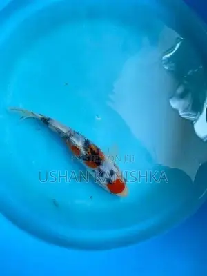 Koi Fish