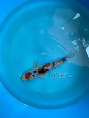 Koi Fish