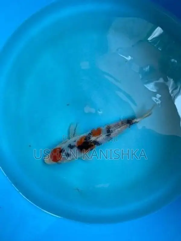 Koi Fish