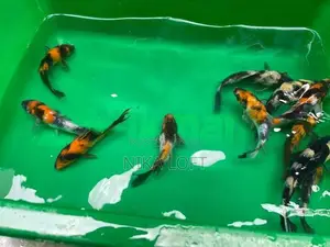 Japanese Koi Fish