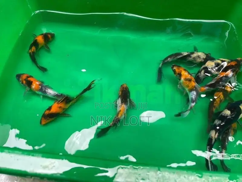 Japanese Koi Fish