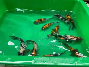 Japanese Koi Fish
