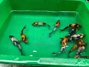 Japanese Koi Fish