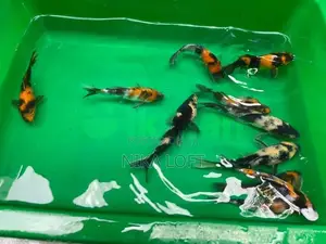 Japanese Koi Fish