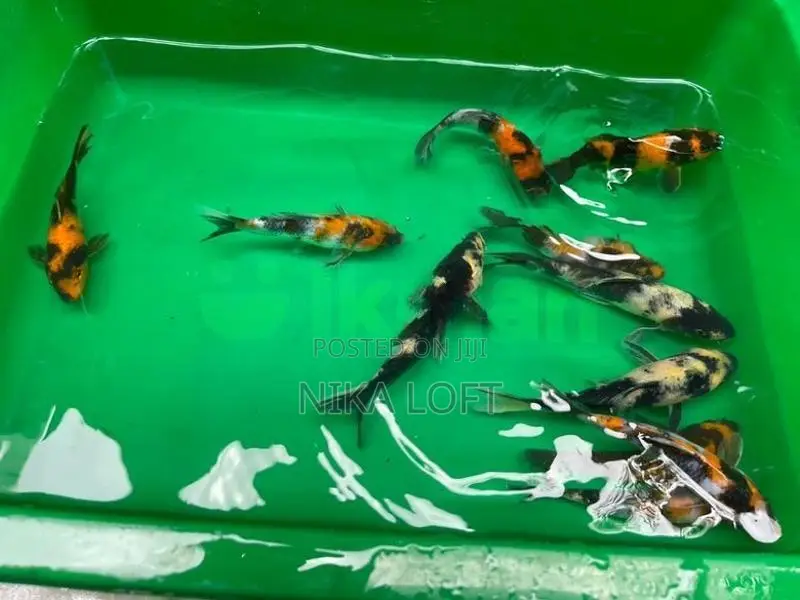 Japanese Koi Fish