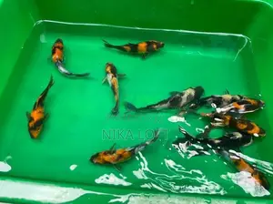 Japanese Koi Fish