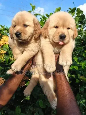 Golden Retriever Puppies