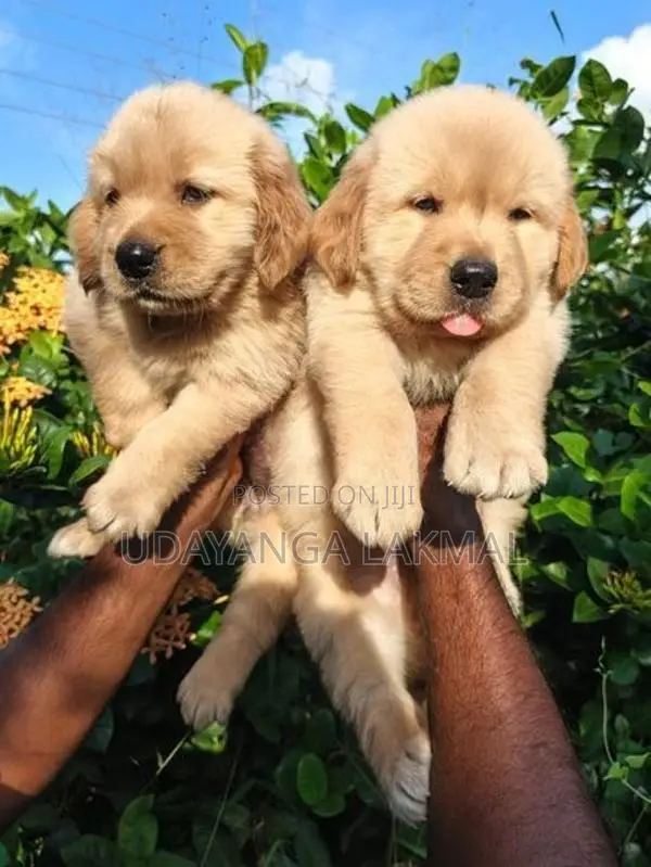 Golden Retriever Puppies