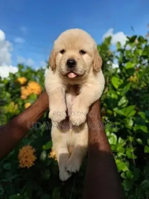 Golden Retriever Puppies