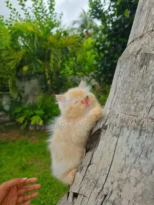 Persian Kitten