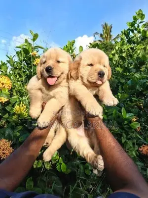 Golden Retriever Puppies