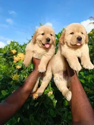 Golden Retriever Puppies