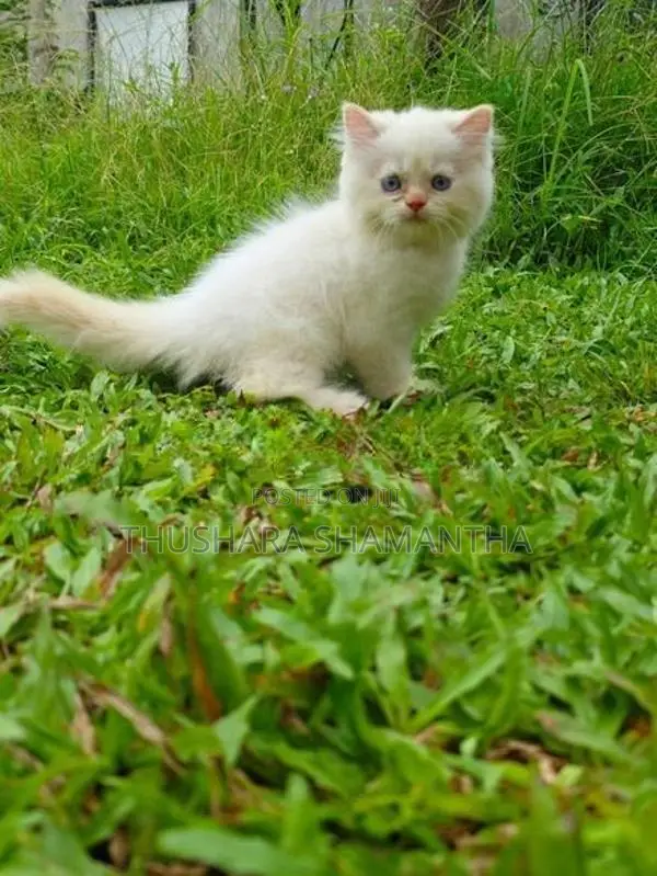 Persian Kitten