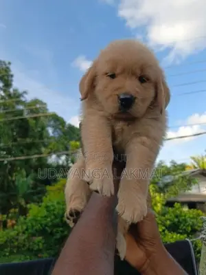 Golden Retriever Puppies