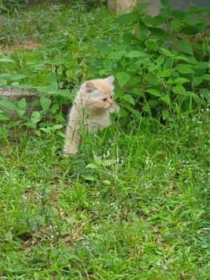 Persian Kitten