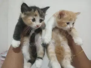 Himalayan Mix